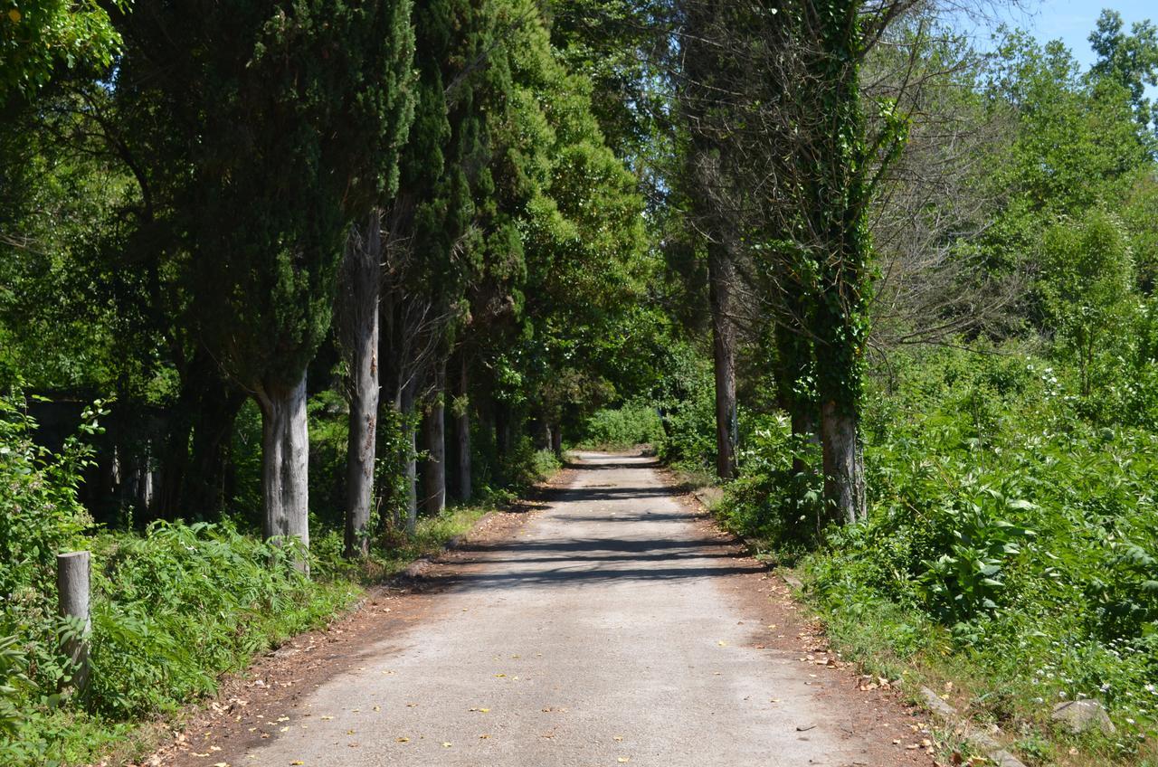 Solnechny Bereg Guest House Gudauta Bagian luar foto