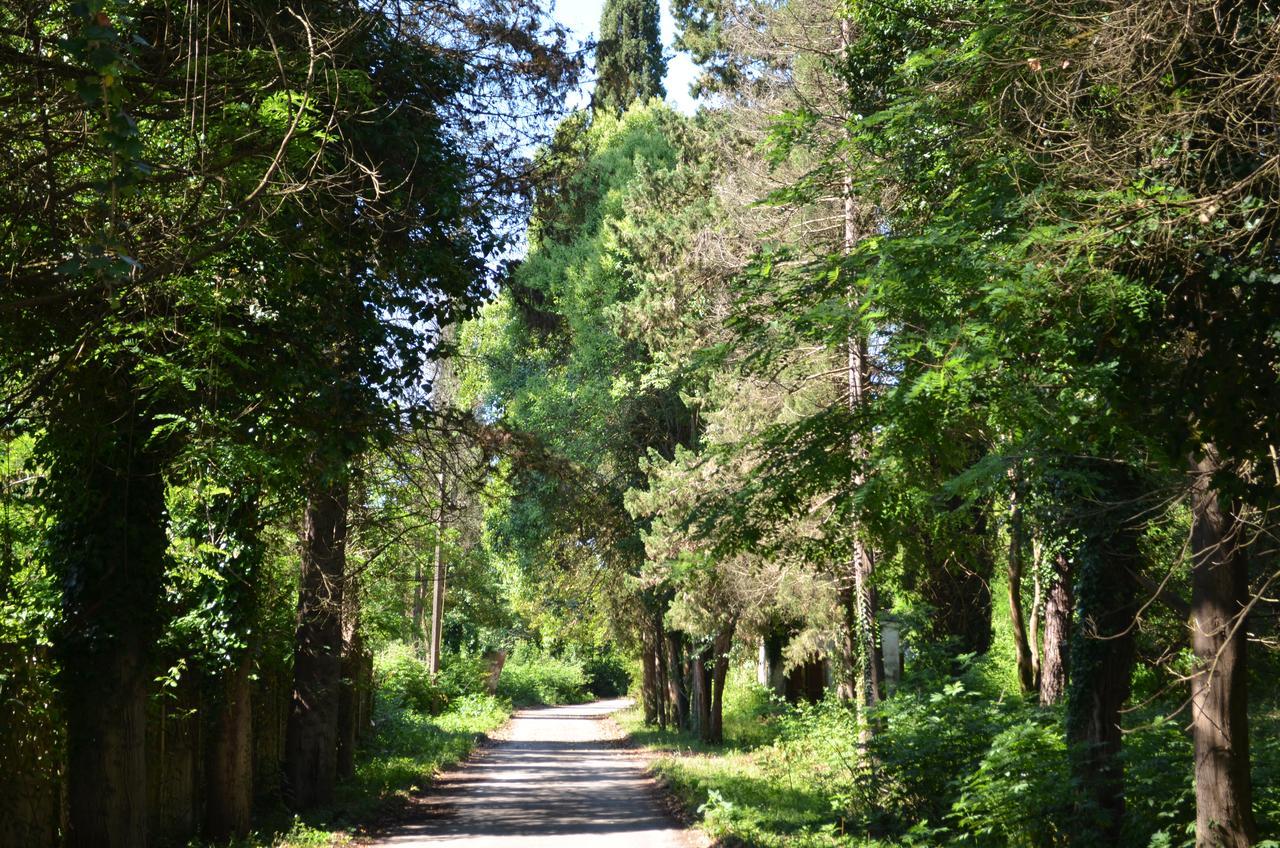 Solnechny Bereg Guest House Gudauta Bagian luar foto
